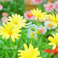 キララ,ガーデニング,黄色い花,かわいいな♡,花のある暮らしの画像