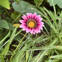 ガザニア,今朝の庭。の画像