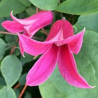 今日のお花,#ガーデニング,ピンクワールドへ ようこそ,エクステリアの画像