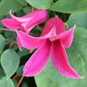 今日のお花,#ガーデニング,ピンクワールドへ ようこそ,エクステリアの画像