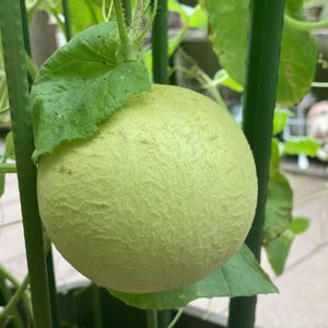 花のある暮らし,緑のある暮らし,小さな幸せ♡,ナチュラルスタイル,繋がりに感謝✨の画像