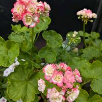 ゼラニウム,ツバメ,ペチュニア ハートドレス,八重咲きの画像