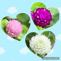 センニチコウ,平和を願う☆,いつまでも友達でいよう♡,玄関アプローチの画像