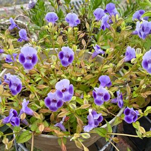トレニア　サマーミスト,ガーデニング,花のある暮らし,ナチュラルスタイル,おうち園芸の画像