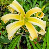ヘメロカリス,季節の花,季節の風物詩,四季の彩り,四季の風景の画像