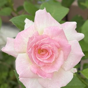 マチルダ,和バラ・はるか,ガーデニング,花のある暮らし,ナチュラルスタイルの画像