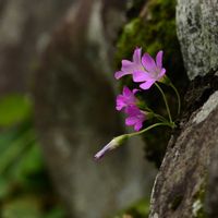 ムラサキカタバミ,自然観察,好きな花,散策の画像