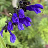 サルビア・ガラニチカ,花のある暮らし,愛媛県,庭の画像