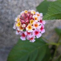 ランタナ,ランタナ,ランタナ,鉢植え,小さな庭の画像