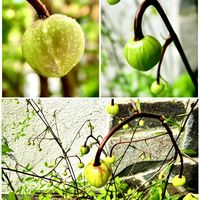 レンゲショウマの蕾,鉢植え,花言葉,山野草,花のある暮らしの画像
