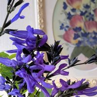 サルビア・ガラニチカ,可愛い,花のある暮らし,緑のある暮らし,花が好きの画像