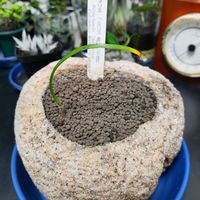 ネリネ,ダイヤモンドリリー,ダイヤモンドリリー,腰水,横山園芸の画像