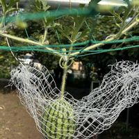 小玉スイカ,花のある暮らし,花いろいろ,家庭菜園,畑の画像