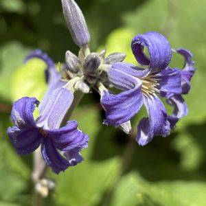 クレマチス モンタナ,木立性のクレマチス,今日のお花,木立性クレマチスの画像