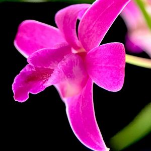 Dendrobium Garnet Lady,窓辺の画像