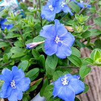 アメリカンブルー,花のある暮らしの画像