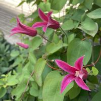 クレマチス,花のある暮らし,今日のお花,繋がりに感謝✨,青い花マニアの画像