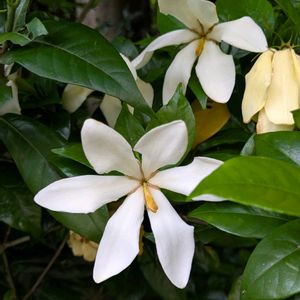 クチナシ,お出かけ先の画像