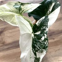 シンゴニウム,フロリダーナ,ザミア フロリダーナ,観葉植物,斑入り。の画像