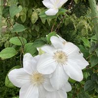 挿し木から成長,小さい花壇♡,今日も水分補給しっかりして頑張りましょう,いつもの歯医者,庭の画像