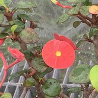 ハナキリン,ユーフォルビア ミリー,トゲなしハナキリン,ユーフォルビア,開花の画像