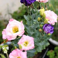 トルコキキョウ,スーパートレニア カタリーナ,種まき,花のある暮らし,お花を楽しむの画像