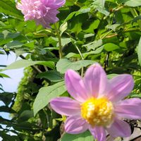 グラジオラス,谷渡りの木,八重、皇帝ダリア,八重咲きオリエンタルリリー,八重咲きオリエンタルリリーの画像