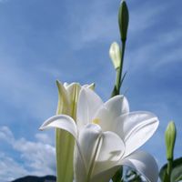 テッポウユリ,里山散策,キュンキュン乙女倶楽部,里山歩き,金曜日の蕾たちの画像