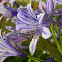 アガパンサス,花のある暮らしの画像