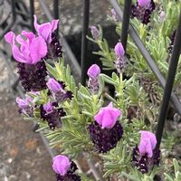 ラベンダー,ラベンダー,キルフェボンのタルト,✨✨昨日の今日のお花✨✨,ベリーのタルトの画像