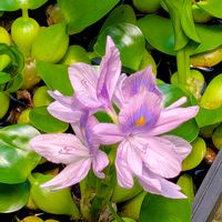ホテイアオイ,ホテイソウ,ホテイソウの花,布袋葵(ホテイアオイ),庭の画像