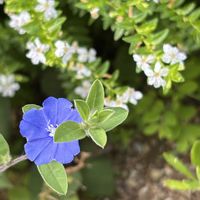 アメリカンブルー,クフェア,白い花,青い花,GSのみなさんに感謝♡の画像