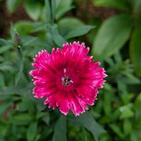ナデシコ,我が家のお花,庭の画像