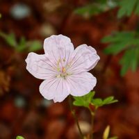 ゲラニウム,桃花ヒメアケボノフウロ,フウロソウ科,箱根湿生花園,可愛い花の画像