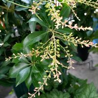 馬酔木(アセビ）,花穂の画像