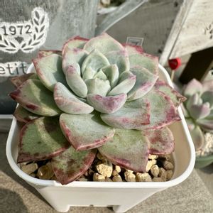 ブンテン,多肉植物,多肉棚,雨上がり,韓国苗の画像