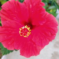 オクラ,ハイビスカス,ブルーベリー,植物のある暮らし,果樹大好きの画像