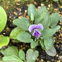 ビオラ,白オクラ,白オクラの花,プランター栽培,家庭菜園の画像