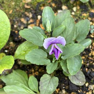 ビオラ,白オクラ,白オクラの花,プランター栽培,家庭菜園の画像