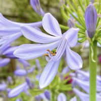アガパンサス,季節の花,花のある暮らし,花が好きの画像