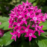 ペンタス,ルドベキア,お花,お出かけ先の画像