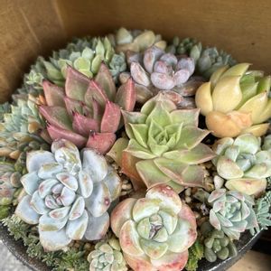 ヒアリウム,多肉植物いろいろ,エケベリア ブラウンオリーブ,多肉植物,多肉植物寄せ植えの画像