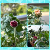 ガーベラ,フラワーカーペット、ピンクスプラッシュ,復活しました,薔薇フラワーカーペットピンクスプラッシュ,ミニバラ　カルーセルコルダナの画像