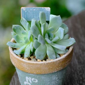 多肉植物,ベランダガーデニング,多肉植物のある暮らし,癒し…♡,自作リメ鉢の画像