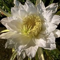 ドラゴンフルーツ,ドラゴンフルーツの花の画像