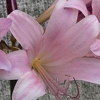 ナツズイセン,ナツズイセンの画像