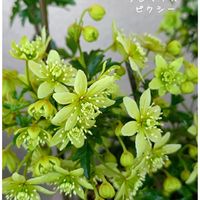 クレマチスピクシー,ベランダガーデン,花のある暮らし,今日のお花の画像