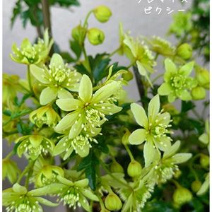 クレマチスピクシー,ベランダガーデン,花のある暮らし,今日のお花の画像