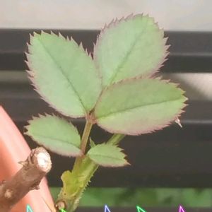 ミニバラ,ミニバラ,ミニバラ,可愛い,暑さに負けるなの画像