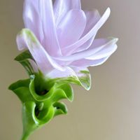 クルクマ,日比谷花壇,花のある暮らし,花のある生活,ハナノヒの画像